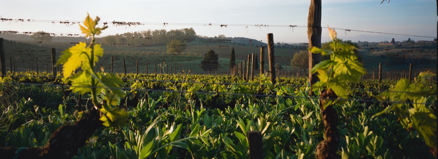 Weinberge und Zypressen im Abendlicht