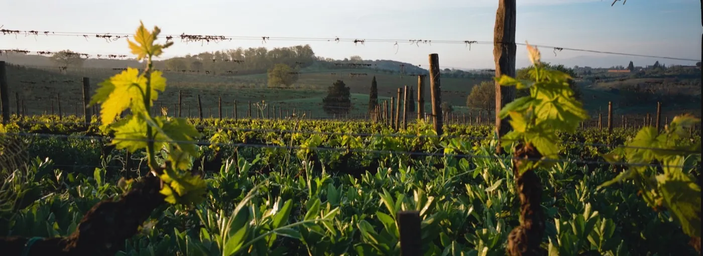Weinberge und Zypressen im Abendlicht