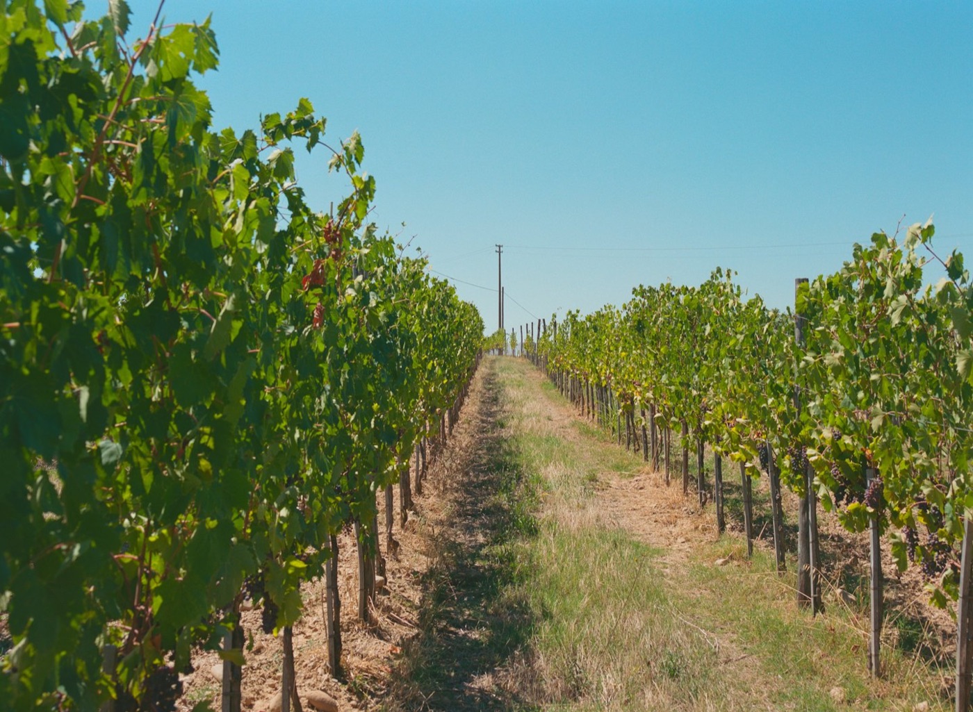 Rebzeilen eines Weinbergs in der Pfalz